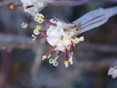 Curio radicans
