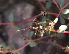 Myrmecocystus