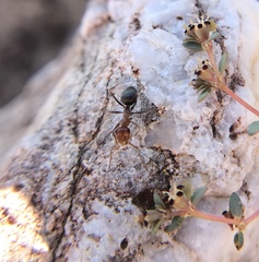 Myrmecocystus