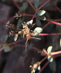 Myrmecocystus