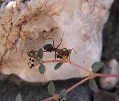 Myrmecocystus