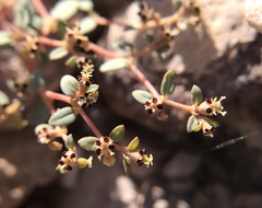 Euphorbia parishii