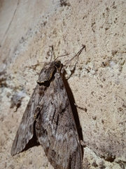 Psilogramma vates
