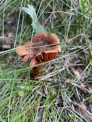 Agaricomycetes