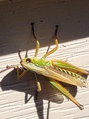 Pseudochorthippus curtipennis