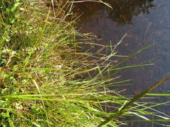 Juncus bulbosus