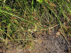 Juncus bulbosus