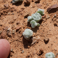 Galeomma oculus-cati