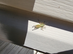 Pseudochorthippus curtipennis