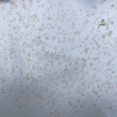 Noctiluca scintillans