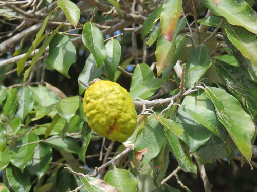 Image of Couepia polyandra by (c) Alexis López Hernández, some rights reserved (CC BY)