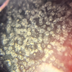 Noctiluca scintillans