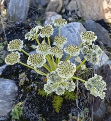 Hymenolaena candollei