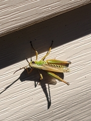 Pseudochorthippus curtipennis