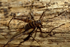 Pachyrhamma acanthocerum