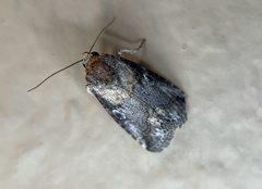 Aleptina inca