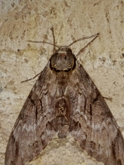 Psilogramma vates