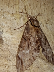 Psilogramma vates