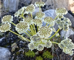 Hymenolaena candollei