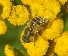 Eristalis arbustorum