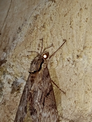 Psilogramma vates