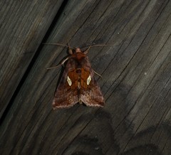 Autographa excelsa