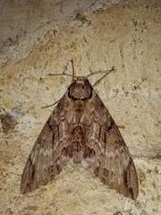 Psilogramma vates