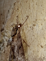Psilogramma vates