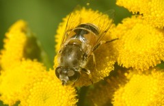Eristalis arbustorum