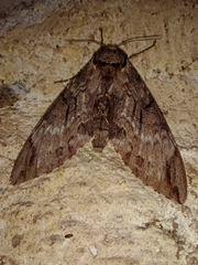 Psilogramma vates