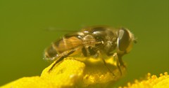 Eristalis arbustorum
