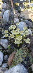 Hymenolaena candollei