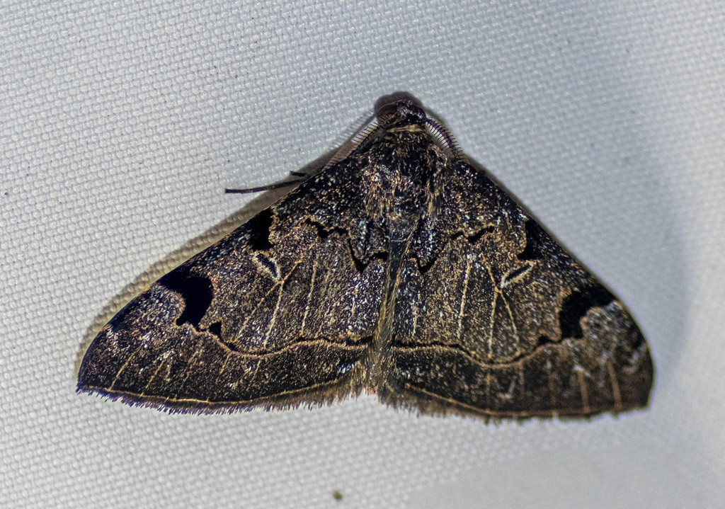 Heterophleps ocyptaria