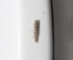 Batrachedra praeangusta