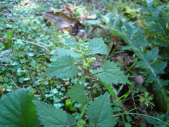 Urtica sykesii