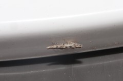 Batrachedra praeangusta