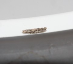 Batrachedra praeangusta