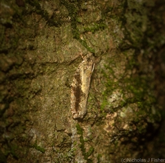 Metrioglypha phyllodes