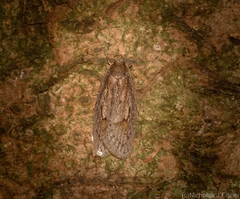 Acantholena