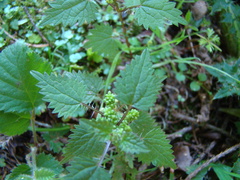 Urtica sykesii