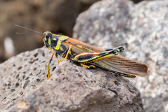 Schistocerca melanocera
