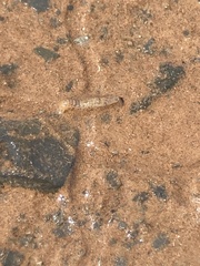 Corophioidea