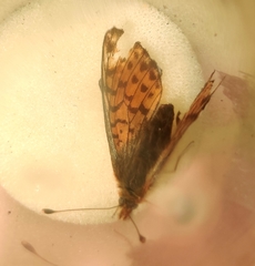 Boloria pales