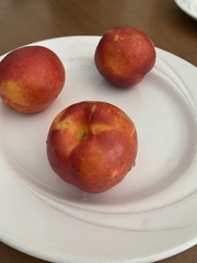 Prunus persica nucipersica