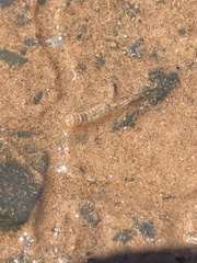 Corophioidea
