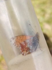 Boloria pales