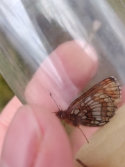 Melitaea varia