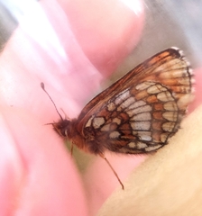 Melitaea varia