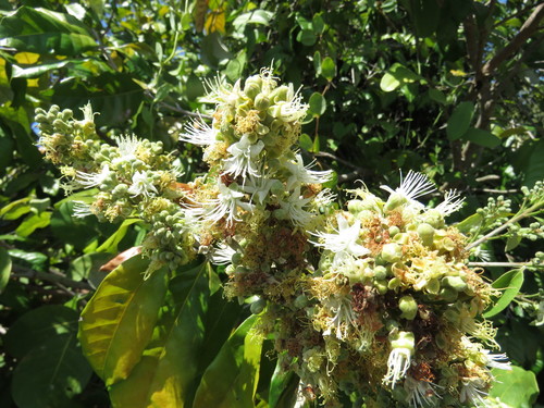 Couepia polyandra (Couepia polyandra)