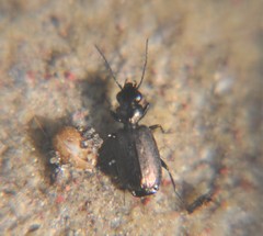 Syntomus foveatus